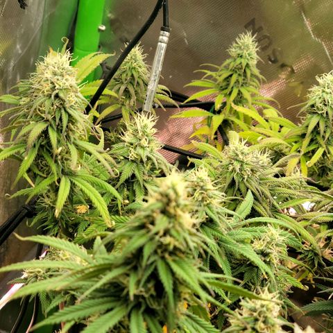 Northern Lights 1 and 2 growlog timeline photo
