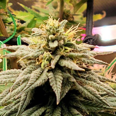 Northern Lights 1 and 2 growlog timeline photo