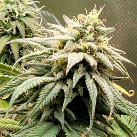 Northern Lights 1 and 2 growlog timeline photo