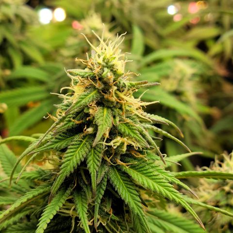 Northern Lights 1 and 2 growlog timeline photo