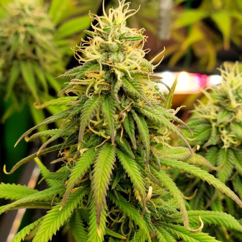 Northern Lights 1 and 2 growlog timeline photo