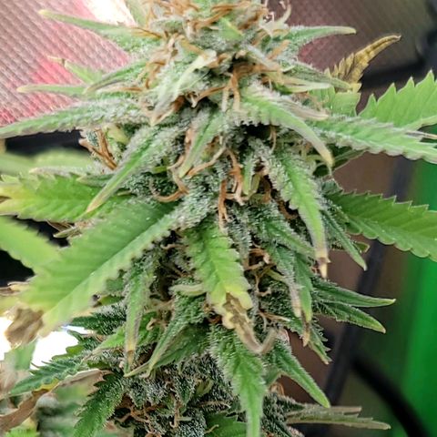 Platinum Cake growlog timeline photo