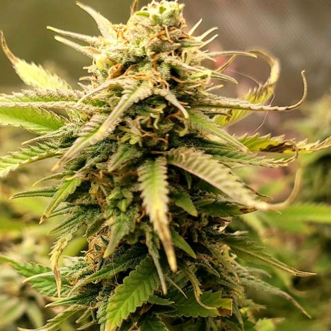 Platinum Cake growlog timeline photo