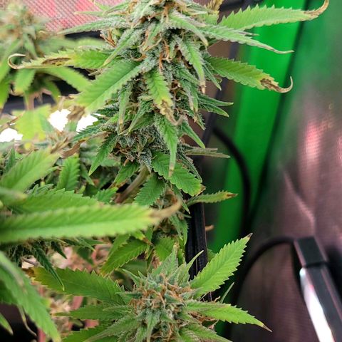 Platinum Cake growlog timeline photo