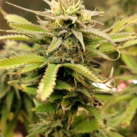 Platinum Cake growlog timeline photo