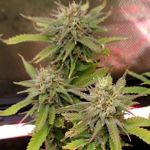 Platinum Cake growlog timeline photo