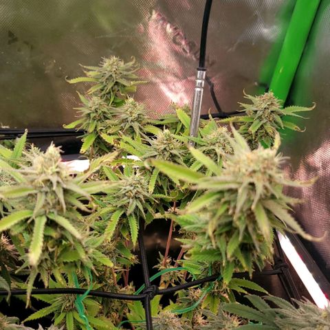 Platinum Cake growlog timeline photo