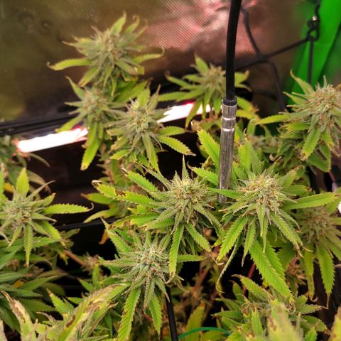 Platinum Cake growlog timeline photo