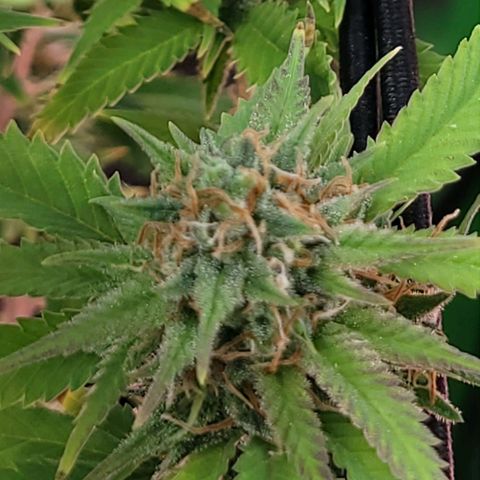 Platinum Cake growlog timeline photo