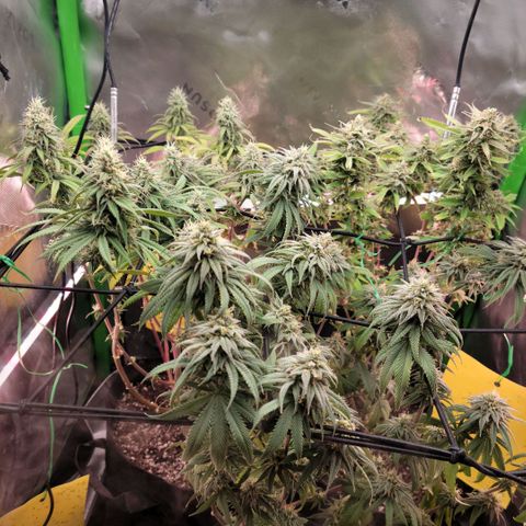 Northern Lights 1 and 2 growlog timeline photo