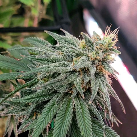 Northern Lights 1 and 2 growlog timeline photo