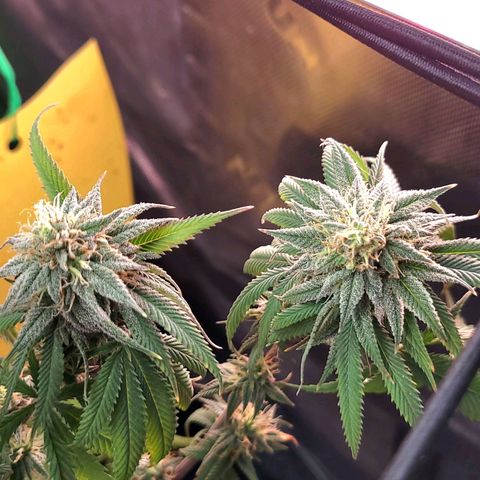 Northern Lights 1 and 2 growlog timeline photo