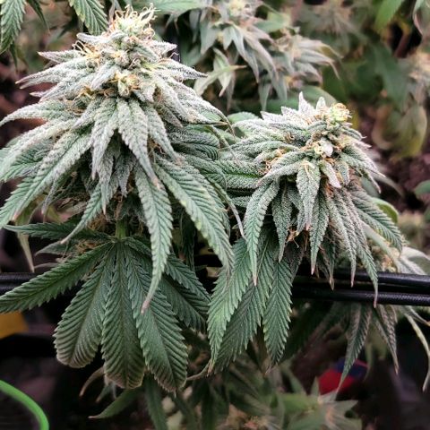 Northern Lights 1 and 2 growlog timeline photo