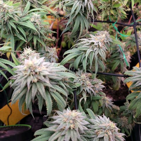 Northern Lights 1 and 2 growlog timeline photo