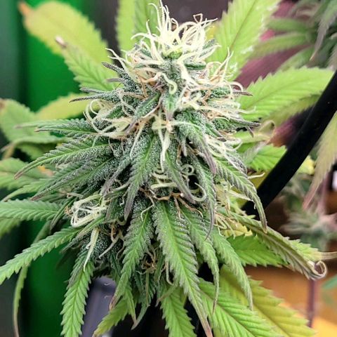 Northern Lights 1 and 2 growlog timeline photo