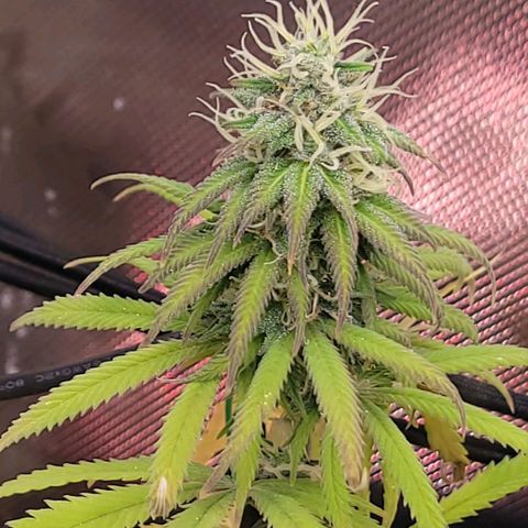 Northern Lights 1 and 2 growlog timeline photo