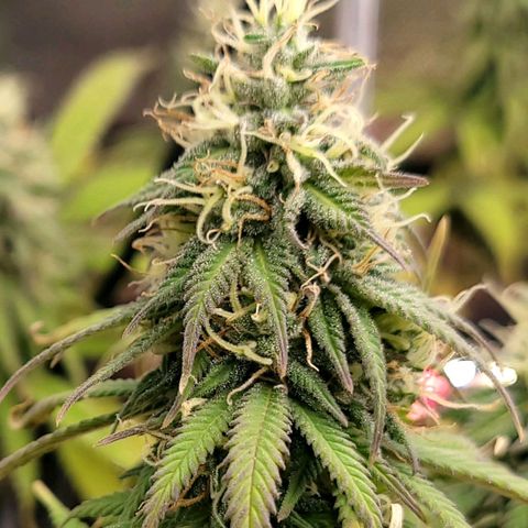Northern Lights 1 and 2 growlog timeline photo