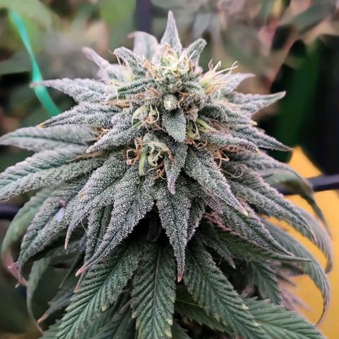 Northern Lights 1 and 2 growlog timeline photo