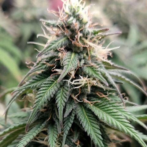 Northern Lights 1 and 2 growlog timeline photo