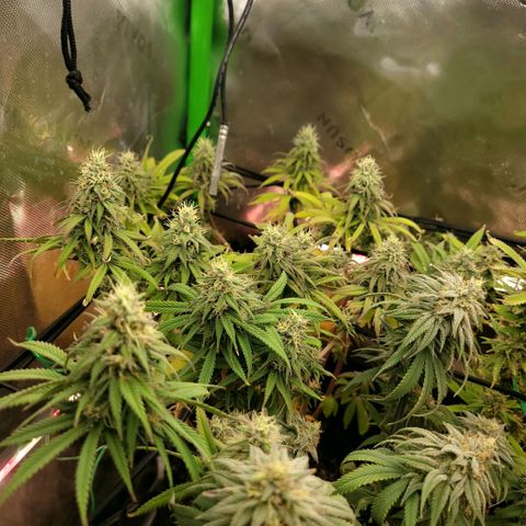 Northern Lights 1 and 2 growlog timeline photo