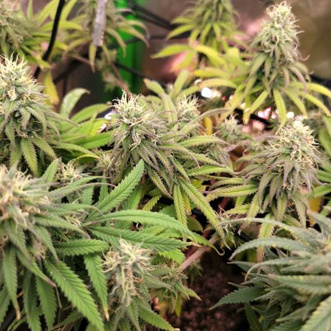 Northern Lights 1 and 2 growlog timeline photo