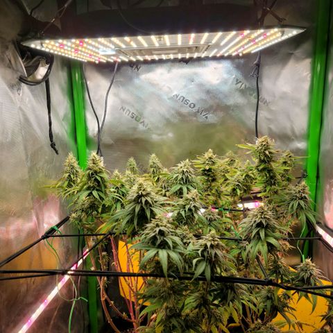 Northern Lights 1 and 2 growlog timeline photo