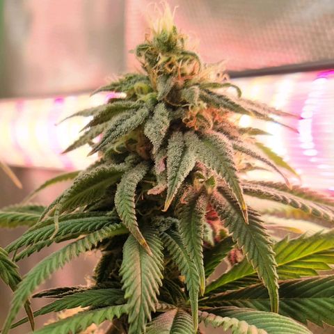 Northern Lights 1 and 2 growlog timeline photo