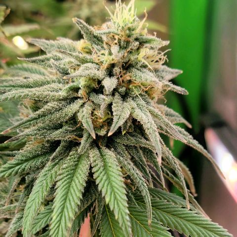 Northern Lights 1 and 2 growlog timeline photo