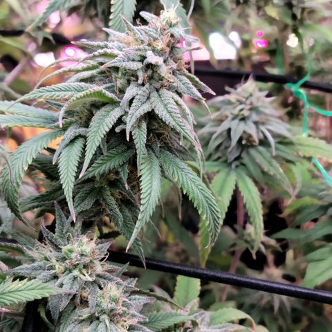 Northern Lights 1 and 2 growlog timeline photo