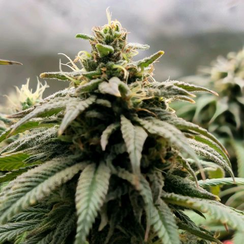 Northern Lights 1 and 2 growlog timeline photo