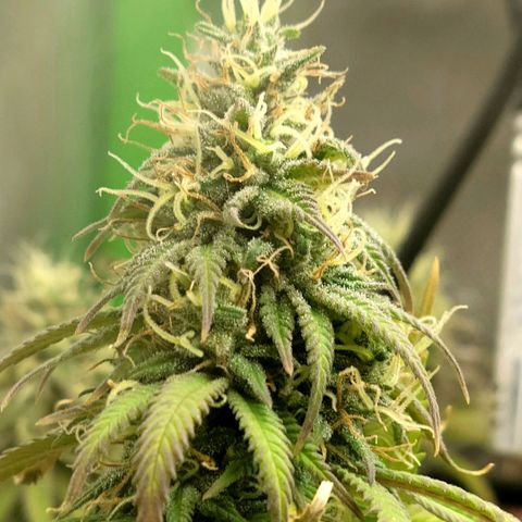 Northern Lights 1 and 2 growlog timeline photo