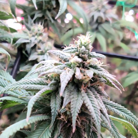 Northern Lights 1 and 2 growlog timeline photo