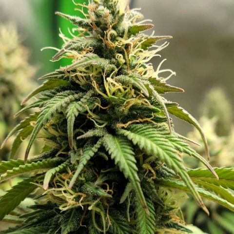 Northern Lights 1 and 2 growlog timeline photo