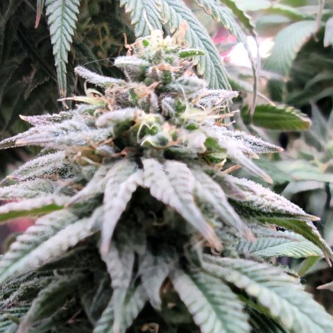 Northern Lights 1 and 2 growlog timeline photo