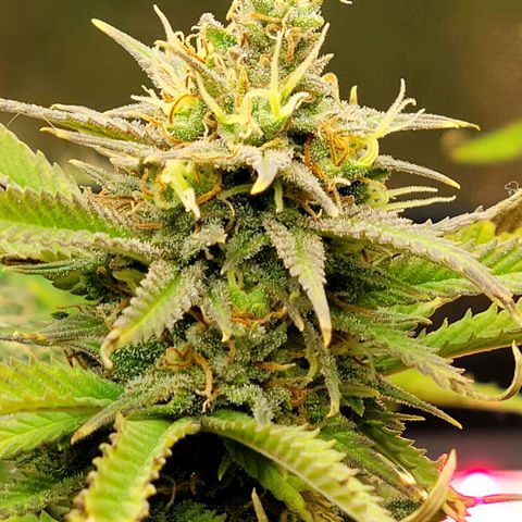 Platinum Cake growlog timeline photo