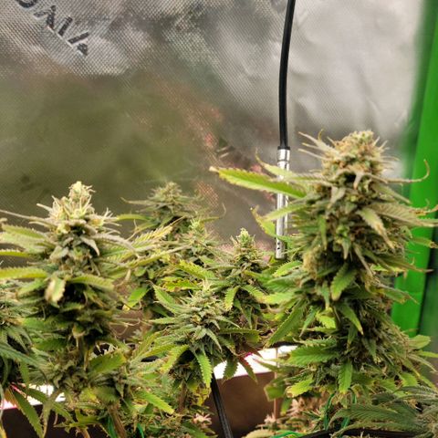 Platinum Cake growlog timeline photo