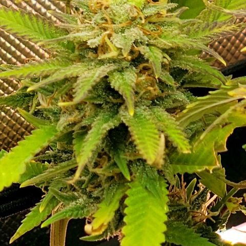 Platinum Cake growlog timeline photo