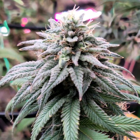 Northern Lights 1 and 2 growlog timeline photo