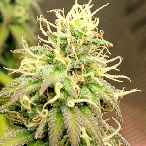Northern Lights 1 and 2 growlog timeline photo