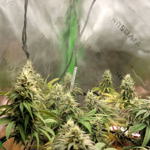 Northern Lights 1 and 2 growlog timeline photo
