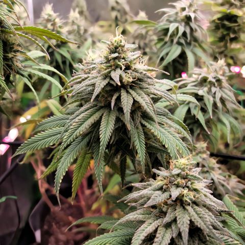 Northern Lights 1 and 2 growlog timeline photo