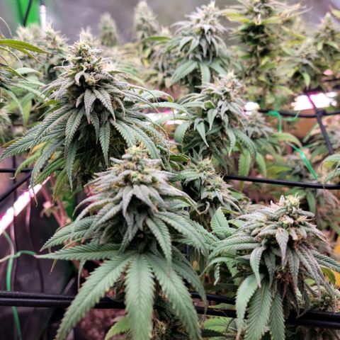 Northern Lights 1 and 2 growlog timeline photo
