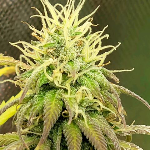 Northern Lights 1 and 2 growlog timeline photo