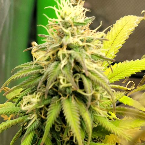 Northern Lights 1 and 2 growlog timeline photo