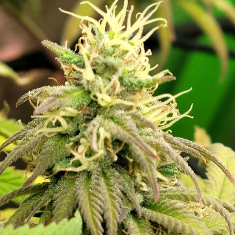 Northern Lights 1 and 2 growlog timeline photo