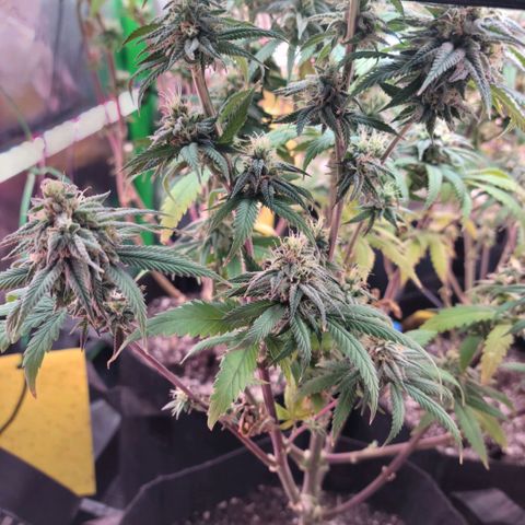 Northern Lights 1 and 2 growlog timeline photo