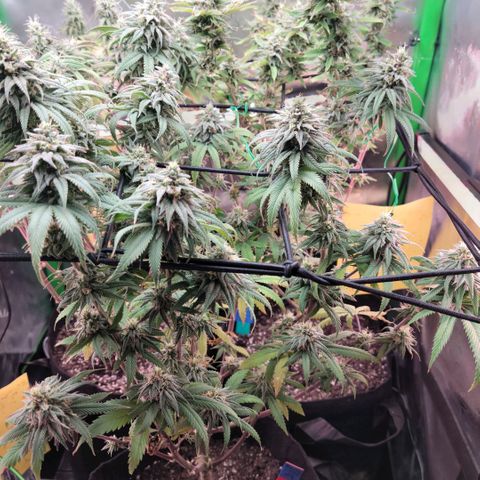 Northern Lights 1 and 2 growlog timeline photo