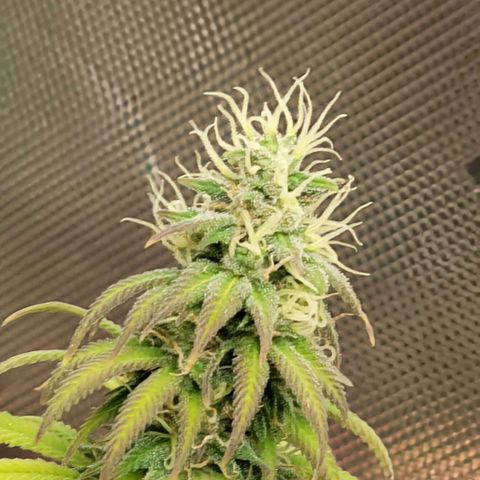 Northern Lights 1 and 2 growlog timeline photo