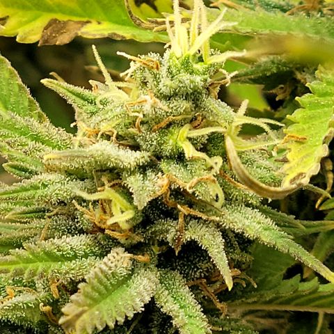 Platinum Cake growlog timeline photo