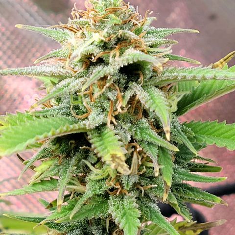 Platinum Cake growlog timeline photo